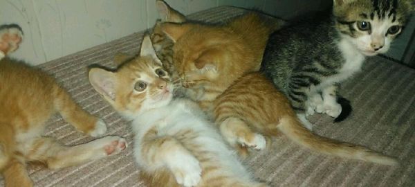 小猫母猫没奶，该怎么办（宠物猫初为人父母）