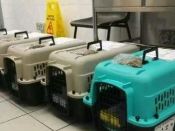 宠物可以火车托运吗_想带猫猫狗狗上火车？不是不可以！最全托运宠物指南来了