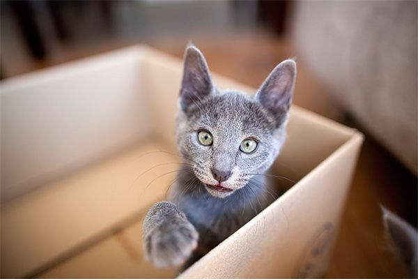 兰州安宁区银渐层猫宠物店在什么位置？兰州银渐层猫什么价钱？