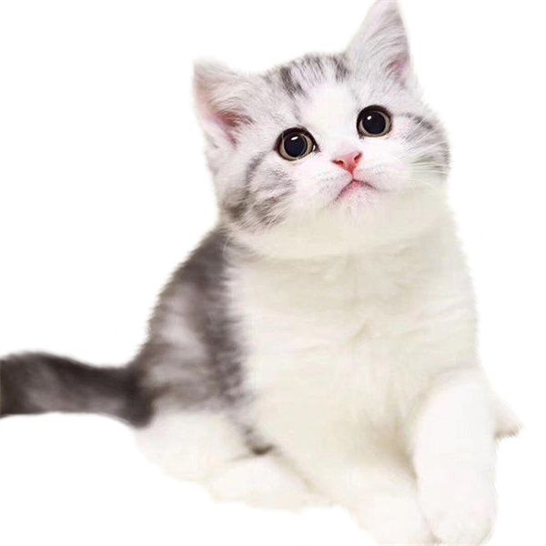 兰州安宁区银渐层猫宠物店在什么位置 | 兰州银渐层猫有知道什么价格吗？
