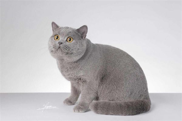 兰州安宁区银渐层猫宠物店在什么位置-兰州银渐层猫价格贵不贵？