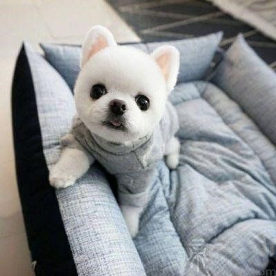 宠物情侣名字个性
