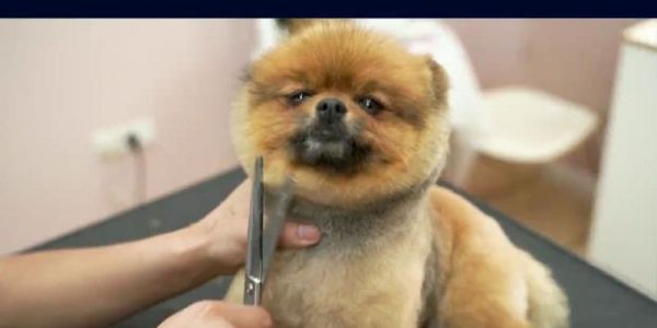 怎么给狗狗剪毛视频？视频教程哪里找？
