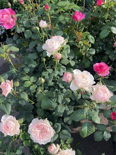开满了花的…..