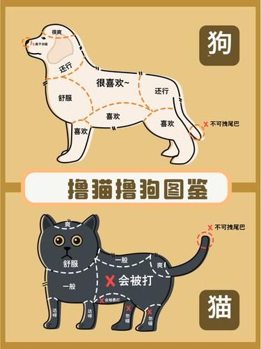 别让毛孩子突然“翻脸”！收好这份撸宠说明书