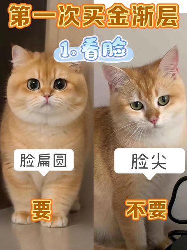 挑选金渐层，必须要知道的几个点