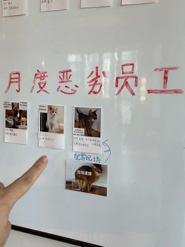猫猫员工榜真的笑劈叉了！