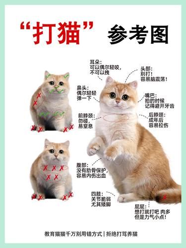 猫咪犯错到底打不打？正确“打猫”说明书