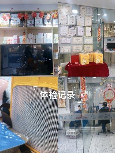 毛孩子的体检日志