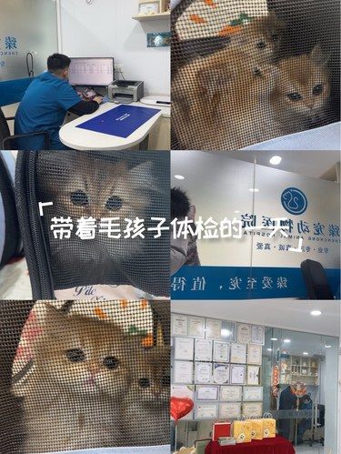 猫咪体检日常～