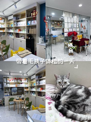 专业呵护小喵皮