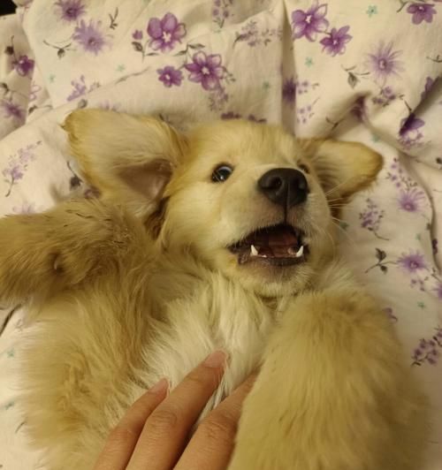 狗狗拔犬齿的利弊是什么？拔牙后需要注意什么？
