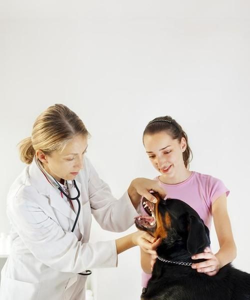 狗狗拔犬齿的利弊是什么？拔牙后需要注意什么？