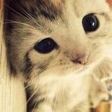 西西cc猫