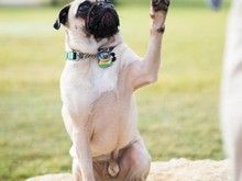 福州平潭宠物训练价格-宠爱多训犬学校
