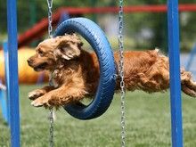 福州宠物狗狗行为训练 附近训犬基地