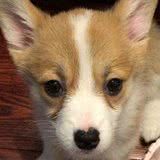 花好几千买来的柯基犬,一周后,每一刻都在心痛