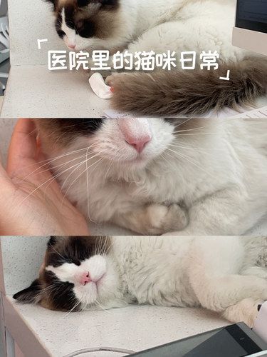 医院里的猫咪日常