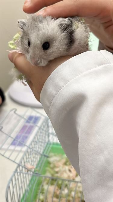 小仓鼠的憨态萌翻了