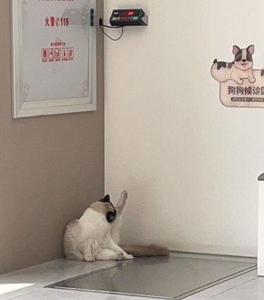 猫生活，慵懒得刚刚好