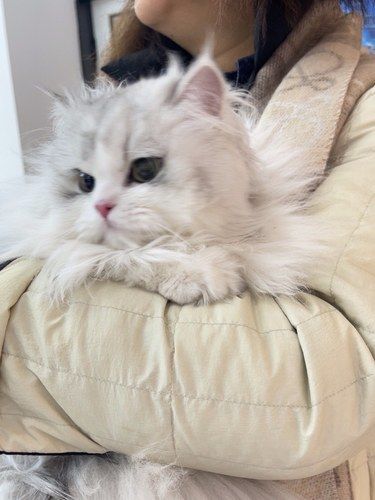 猫咪日常超治愈