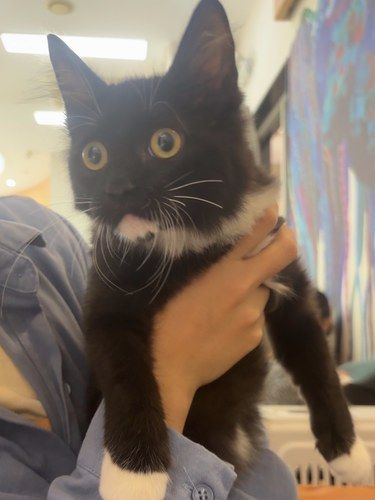 猫咪日常超治愈