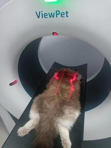 家里毛孩子生病可把我急坏了