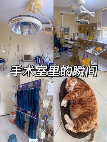 新宠尚宠物医院苏州