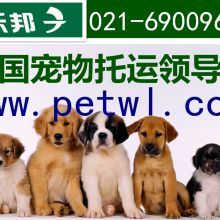 长沙宠物托运,价格亲民,宠物安心出行!