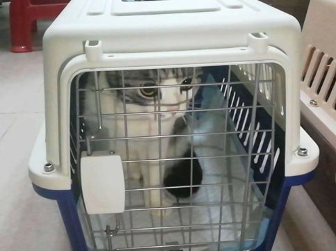 长沙国际宠物托运猫，航空物流机场速运