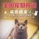 德阳宠物托运邮寄上门接宠本地服务