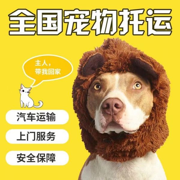 长沙正规托运上门接宠