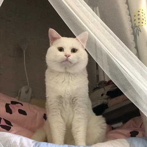 辽宁沈阳猫咪批发市场地址（沈阳最大猫市）