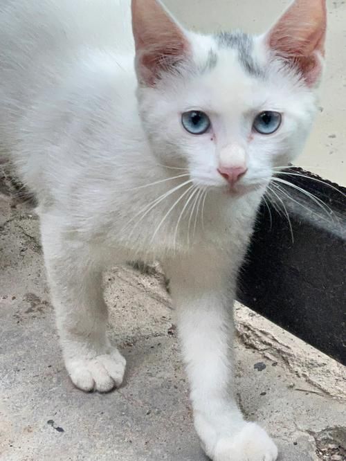 辽宁沈阳猫咪批发市场地址（沈阳最大猫市）