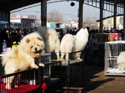 辽宁沈阳猫咪批发市场地址（沈阳最大猫市）