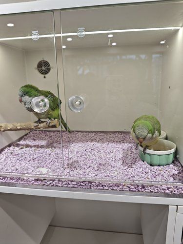 大坪花间鹦鹉开业