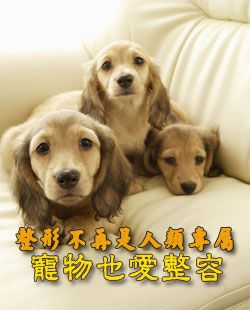 整形不再是人类专属