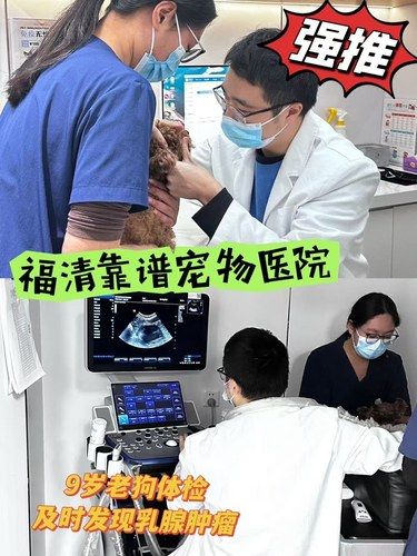福清居然有这么靠谱的宠物