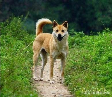 五种深受国人喜爱的中国宠物狗品种