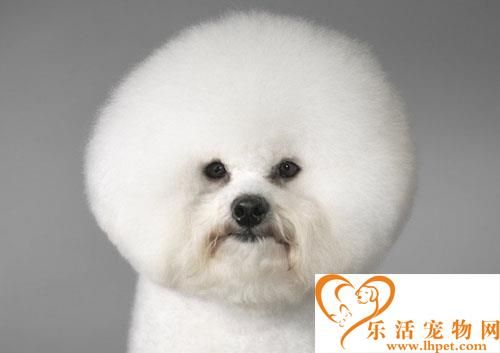 大家买狗的途径都是哪里