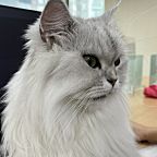 猫猫