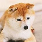 狗狗