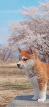 宠物手机壁纸：打造个性化手机桌面？最受欢迎的宠物壁纸推荐