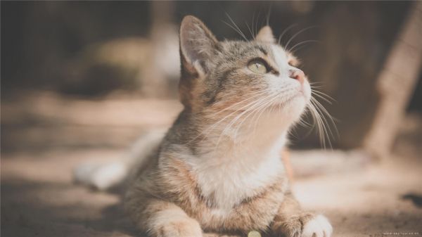 猫咪可爱高清桌面壁纸图片大全