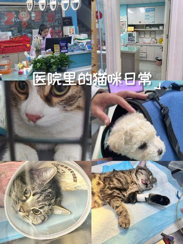 医院里的猫咪日常