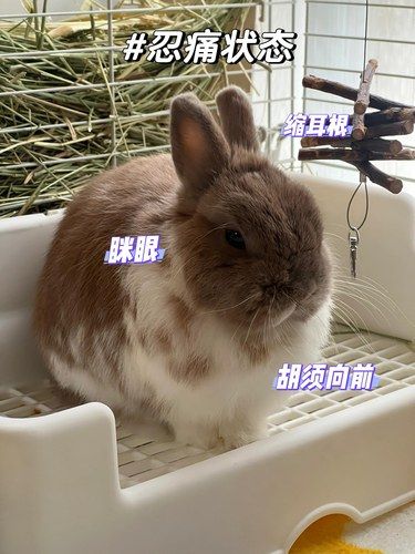如何辨别兔子的疼痛等级