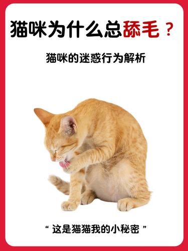 猫咪总舔毛的秘密大公开❗