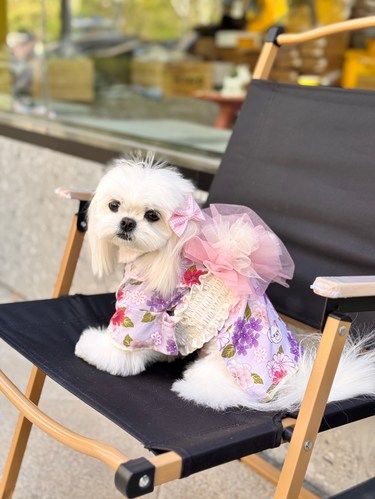 呀！是穿和服的狗狗啊