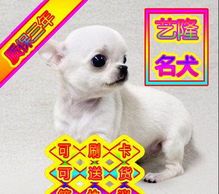 北京宠物狗训练指南,养宠必备!