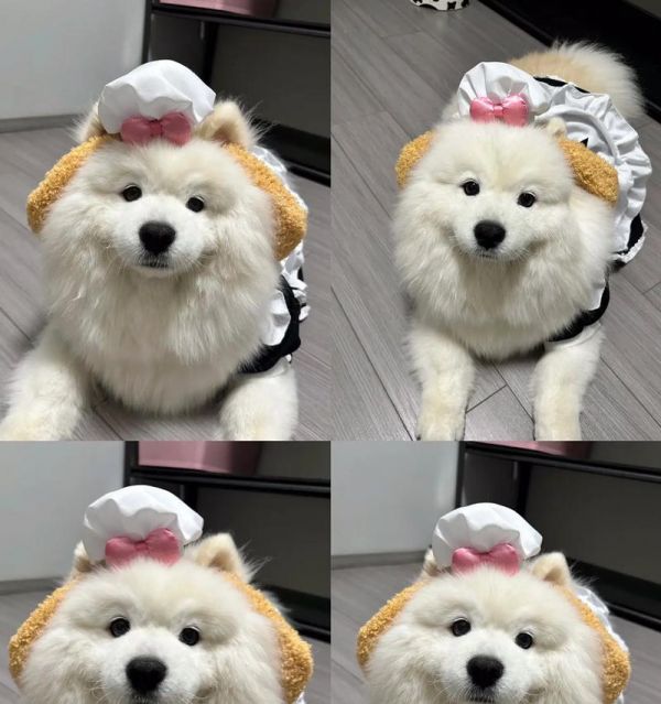 科学饲养萨摩耶——饮食篇（探讨萨摩耶的饮食需求与合理搭配）